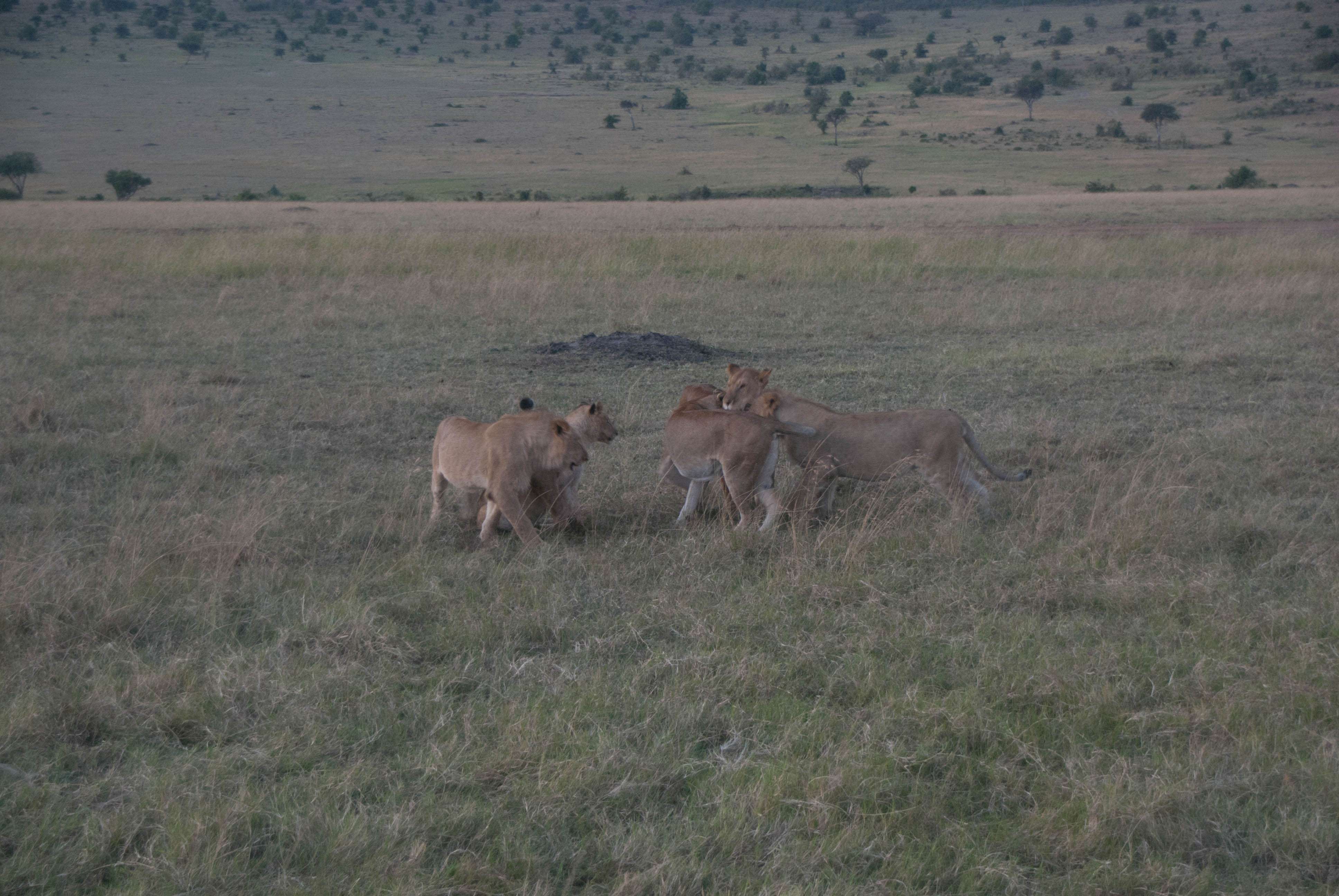 Regreso al Mara - Kenia - Blogs de Kenia - En busca del rino y el pajarito Hello, Hello (12)